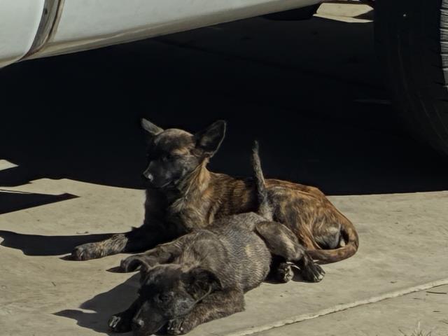 Shelter Stray Female Dog last seen TOPAZ/ DIAMOND, 227 N D St, Perris, CA 92570, USA