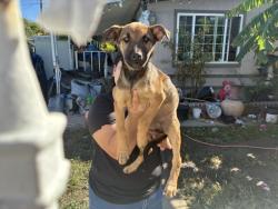 Shelter Stray Female Dog last seen TOPAZ/ DIAMOND, 227 N D St, Perris, CA 92570, USA