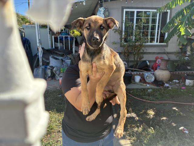 Shelter Stray Female Dog last seen TOPAZ/ DIAMOND, 227 N D St, Perris, CA 92570, USA