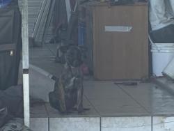 Shelter Stray Male Dog last seen TOPAZ/ DIAMOND, 227 N D St, Perris, CA 92570, USA