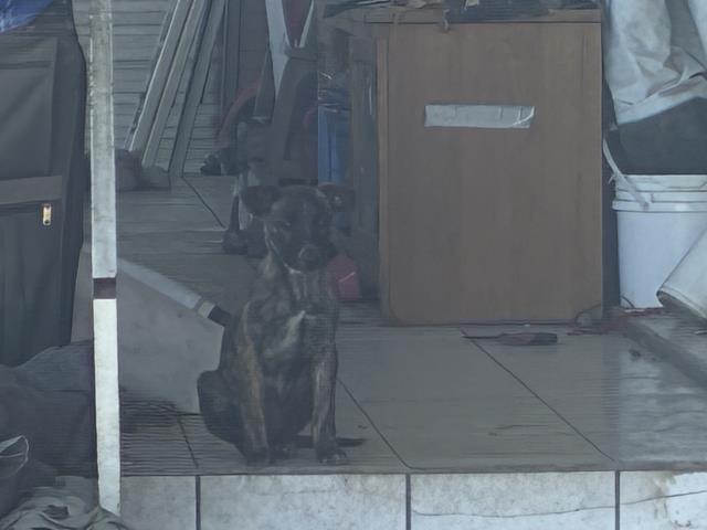 Shelter Stray Male Dog last seen TOPAZ/ DIAMOND, 227 N D St, Perris, CA 92570, USA