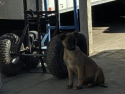 Shelter Stray Male Dog last seen TOPAZ/ DIAMOND, 227 N D St, Perris, CA 92570, USA