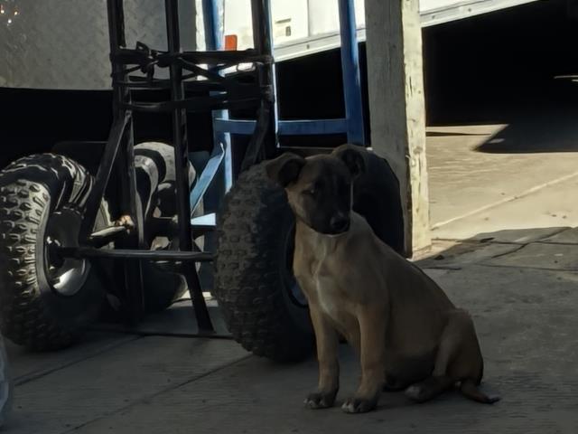 Shelter Stray Male Dog last seen TOPAZ/ DIAMOND, 227 N D St, Perris, CA 92570, USA