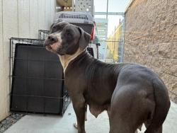 Shelter Stray Female Dog last seen CITRUS/ EVANS, 227 N D St, Perris, CA 92570, USA