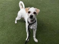Shelter Stray Female Dog last seen , 11361 W Pico Blvd, Los Angeles, CA 90064, USA