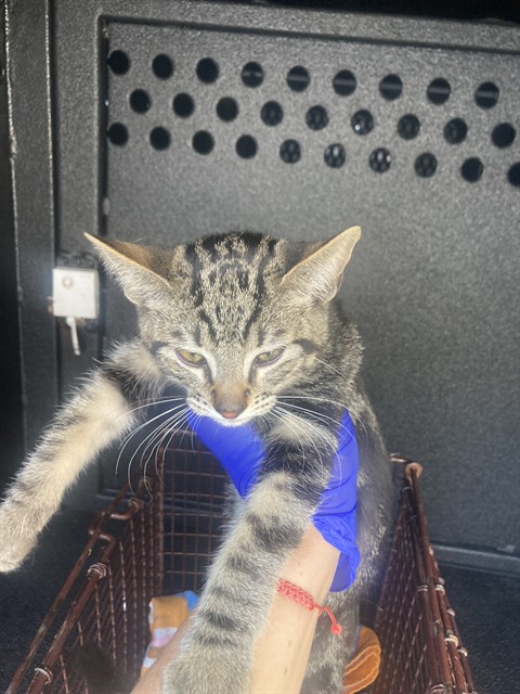 Shelter Stray Male Cat last seen Near BLK E. LOUISE ST. LONG BEACH CA 90805, 7700 E Spring St, Long Beach, CA 90815, USA