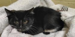 Shelter Stray Male Cat last seen 3RD ST & P ST, 2127 Front St, Sacramento, CA 95818, USA