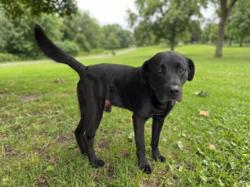 Shelter Stray Male Dog last seen , 957 N Gaffey St, San Pedro, CA 90731, USA