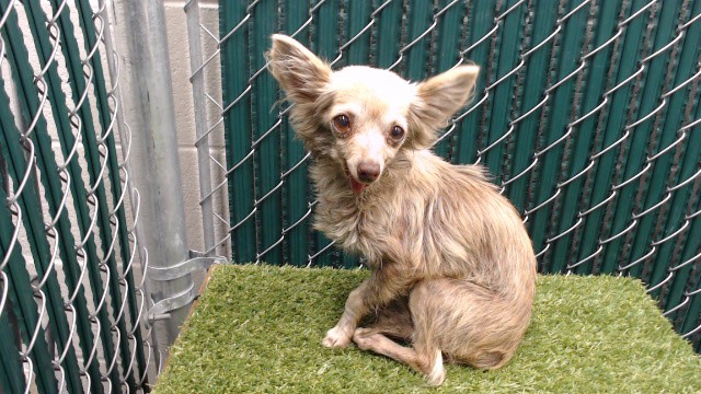 Shelter Stray Female Dog last seen , 11258 Garfield Ave, Downey, CA 90242, USA