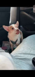 Lost Male Dog last seen Near E 130th St, Compton, CA 90222