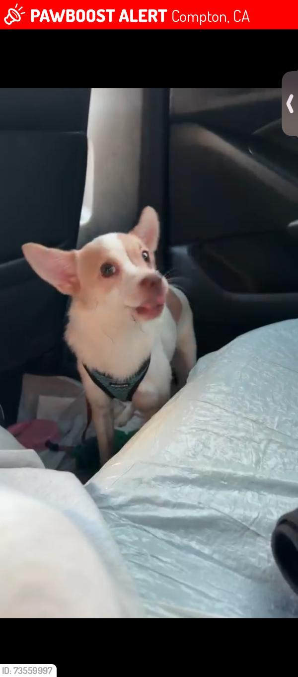 Lost Male Dog last seen Near E 130th St, Compton, CA 90222