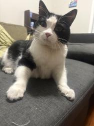 Reunited Male Cat last seen Norwood and Sherman, Grand Rapids, MI 49506