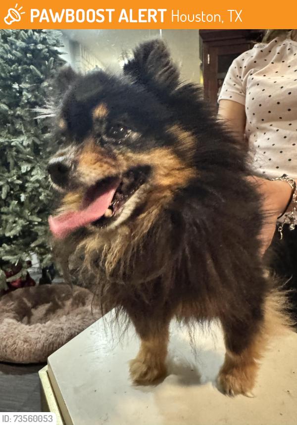 Found/Stray Male Dog last seen Near can't, Houston, TX 77066
