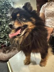 Found/Stray Male Dog last seen Near can't, Houston, TX 77066