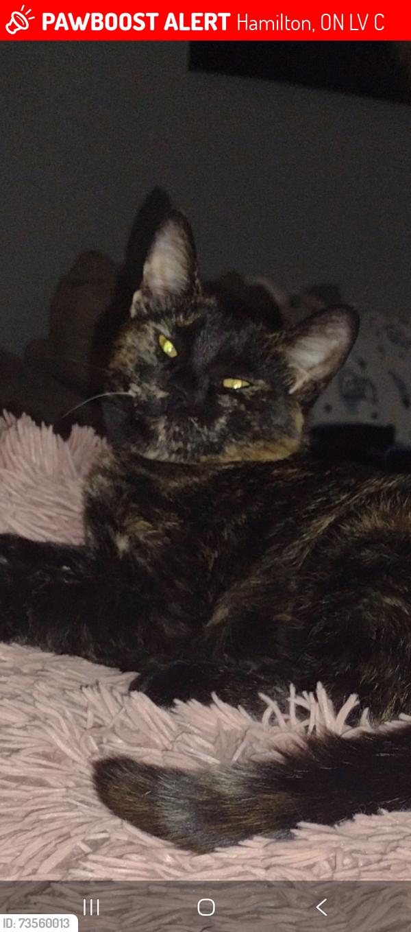 Lost Female Cat last seen Ben lomond street and concession, Hamilton, ON L8V 1C6