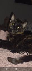 Lost Female Cat last seen Ben lomond street and concession, Hamilton, ON L8V 1C6