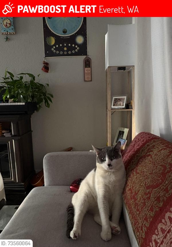 Lost Male Cat last seen Marin view drive, Everett, WA 98201