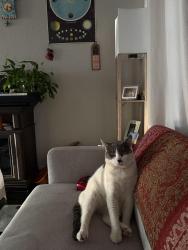 Lost Male Cat last seen Marin view drive, Everett, WA 98201