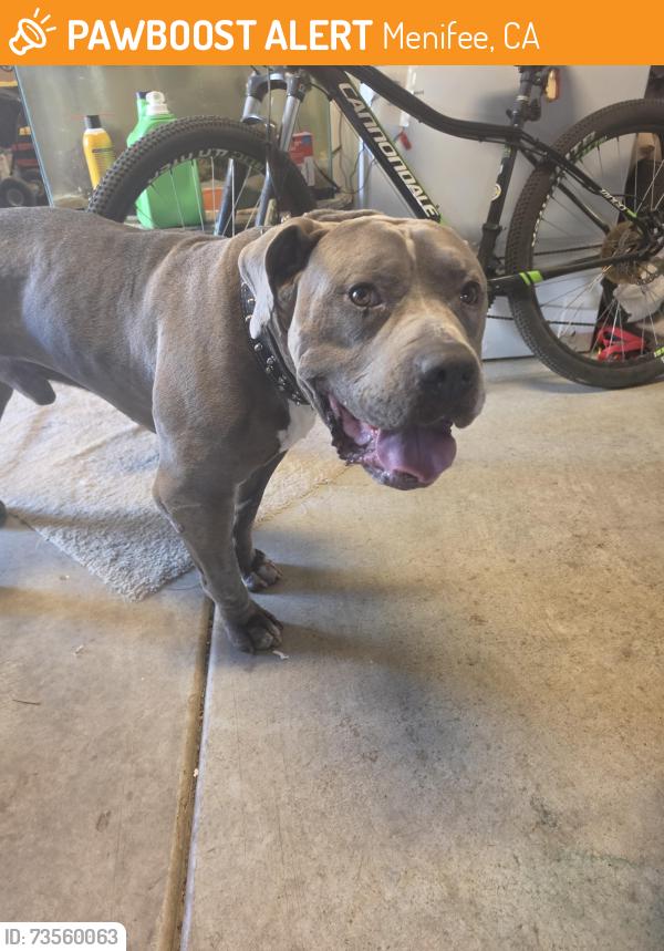 Found/Stray Male Dog last seen Galaxy Way, Juno St, Menifee, CA 92586