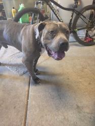 Found/Stray Male Dog last seen Galaxy Way, Juno St, Menifee, CA 92586