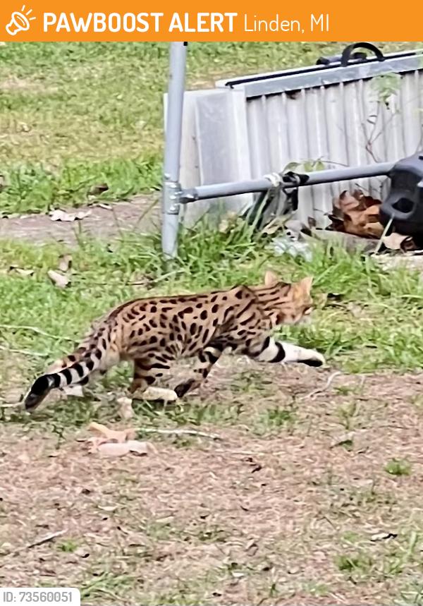Found/Stray Unknown Cat last seen McCaslin lake and finch, Linden, MI 48451