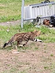 Found/Stray Unknown Cat last seen McCaslin lake and finch, Linden, MI 48451