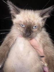 Shelter Stray Female Cat last seen NOUVEAU WAY at WATERBROOK WAY, Rancho Cordova, CA, 6201 Florin Perkins Rd, Sacramento, CA 95828, USA