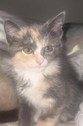 Shelter Stray Female Cat last seen NOUVEAU WAY at WATERBROOK WAY, Rancho Cordova, CA, 6201 Florin Perkins Rd, Sacramento, CA 95828, USA