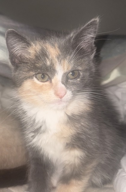 Shelter Stray Female Cat last seen NOUVEAU WAY at WATERBROOK WAY, Rancho Cordova, CA, 6201 Florin Perkins Rd, Sacramento, CA 95828, USA