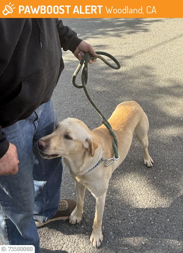 Found/Stray Male Dog last seen Near, Woodland, CA 95695