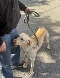 Found/Stray Male Dog last seen Near, Woodland, CA 95695