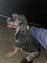 Reunited Unknown Dog last seen Sharon bass & Beach Rd, Hampton, VA 23664
