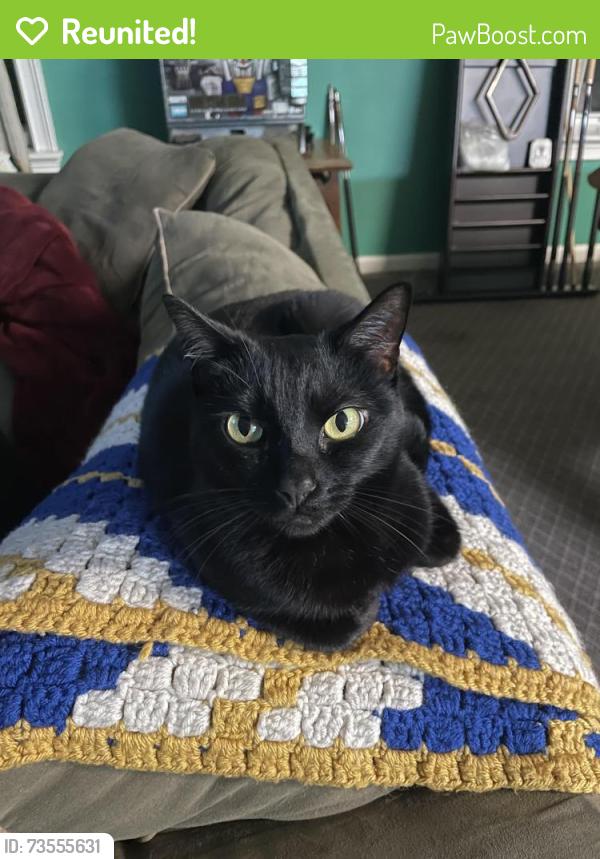 Reunited Female Cat last seen Co Rd 48 & Co Rd 29, Jemison, AL 35085