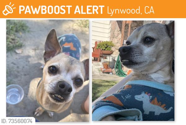 Found/Stray Male Dog last seen Ernestine Ave, Lynwood, CA 90262