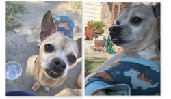 Found/Stray Male Dog last seen Ernestine Ave, Lynwood, CA 90262