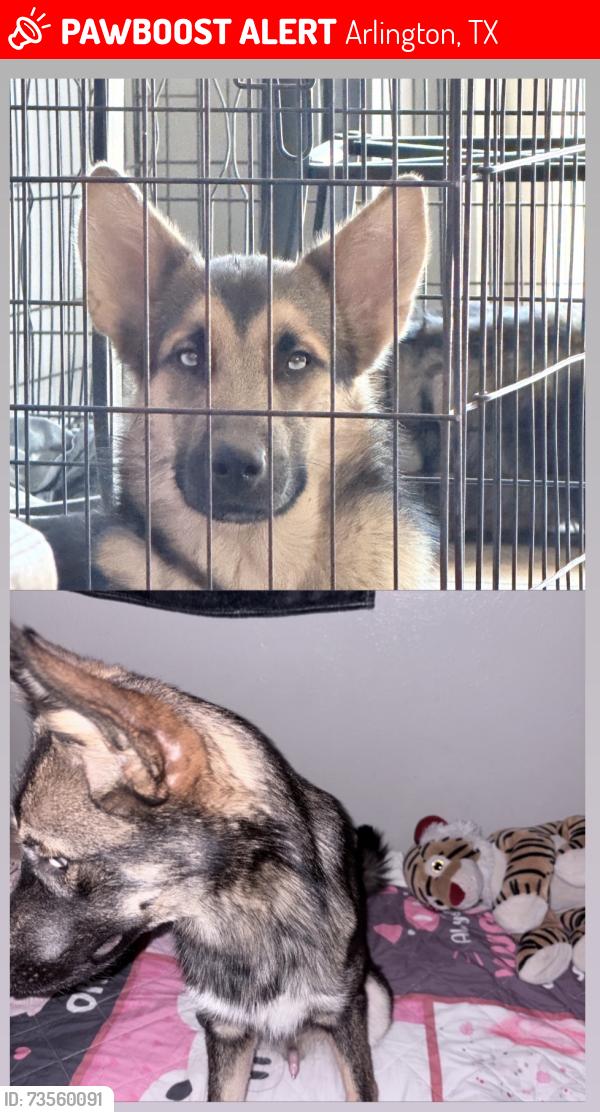 Lost Male Dog last seen Armstrong, Arlington, TX 76014