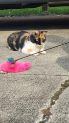 Reunited Female Cat last seen Maple and Livernois, Troy, MI 48083