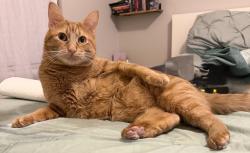 Reunited Male Cat last seen Independence Rd, Fort Worth, TX 76131