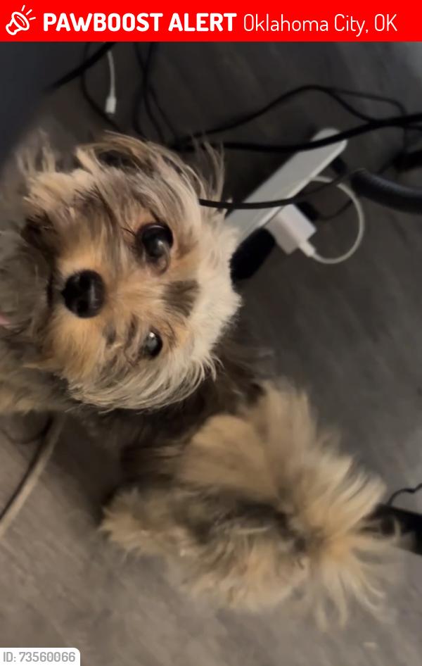 Lost Female Dog last seen Candlwood and 84th place possibly towards northwest expressway or back neighborhoods, Oklahoma City, OK 73132