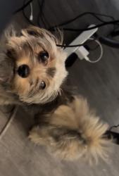Lost Female Dog last seen Candlwood and 84th place possibly towards northwest expressway or back neighborhoods, Oklahoma City, OK 73132