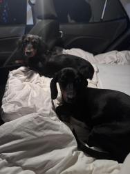 Found/Stray Male Dog last seen I-35 and Ganzer E, Denton, Denton, TX 76207