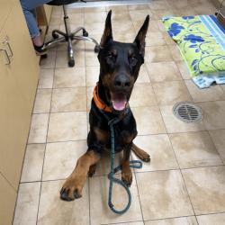 Shelter Stray Male Dog last seen SE 72nd and Flavel, PORTLAND, OR, 97266, 1700 W Historic Columbia River Hwy, Troutdale, OR 97060, USA