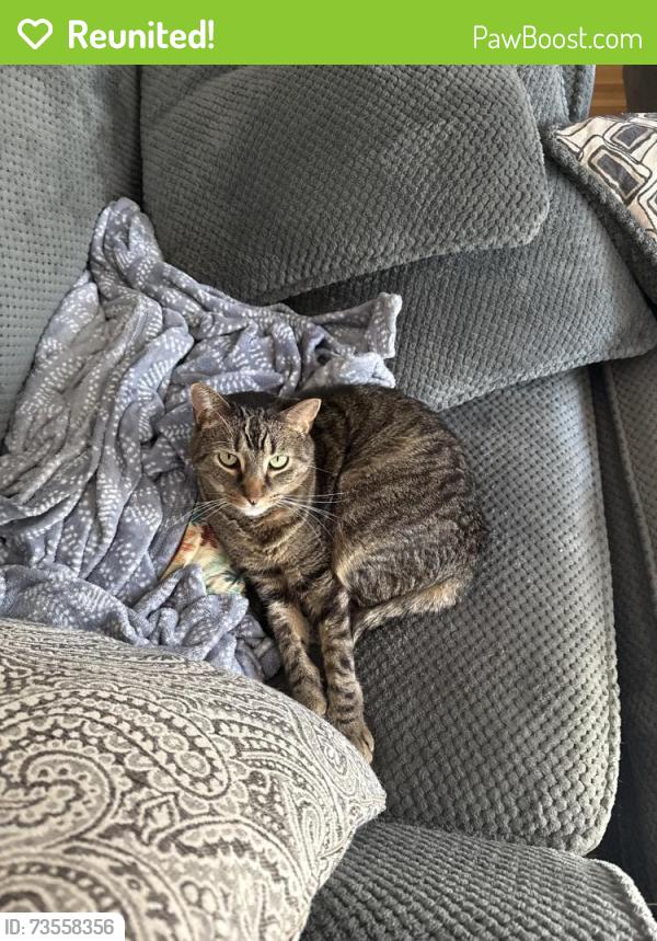 Reunited Male Cat last seen Near Liberty St, Braintree, MA 02184, USA, Braintree, MA 02184