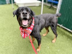 Shelter Stray Male Dog last seen Near Tiffany St, Bronx, NY 10459, BRONX, NY, 10459, 326 E 110th St, New York, NY 10029, USA