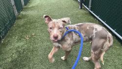 Shelter Stray Female Dog last seen Near Soundview Ave, BRONX, NY, 10472, 326 E 110th St, New York, NY 10029, USA