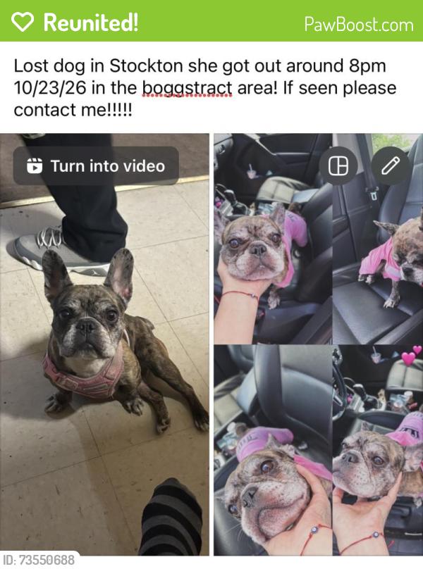 Reunited Female Dog last seen Near S Fresno Ave, Stockton, CA 95203, USA, Stockton, CA 95203