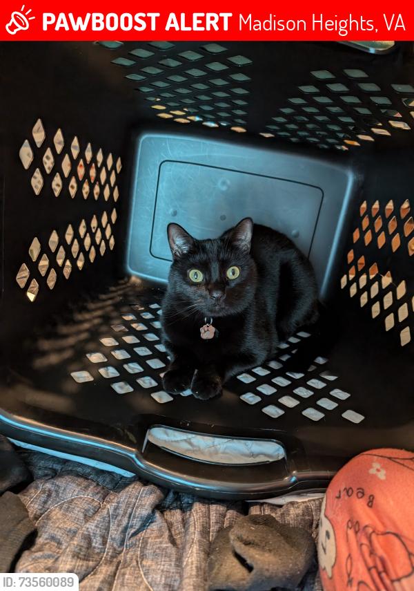 Lost Male Cat last seen Dixie Airport Rd and Lynn St, Madison Heights, VA 24572