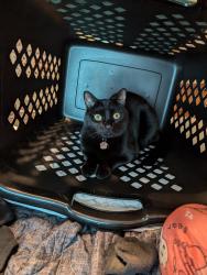 Lost Male Cat last seen Dixie Airport Rd and Lynn St, Madison Heights, VA 24572