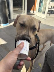Shelter Stray Male Dog last seen Oval Park, BRONX, NY, 10467, 326 E 110th St, New York, NY 10029, USA