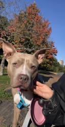 Shelter Stray Female Dog last seen E 222 Street, BRONX, NY, 10469, 326 E 110th St, New York, NY 10029, USA